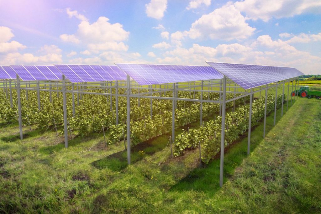 impianto-agrivoltaico-a spalliera-elevato