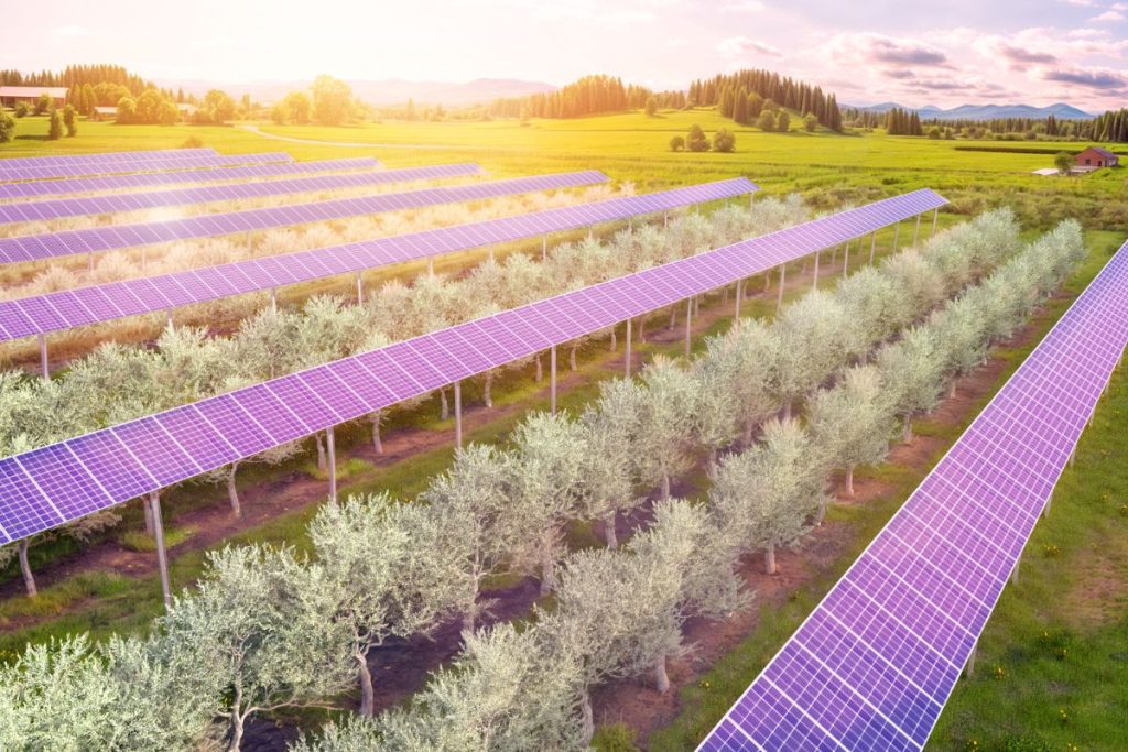 impianto-agrivoltaico-a spalliera-monofilare-orientabile